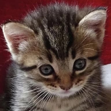 Pet image