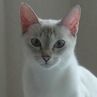 Pet image
